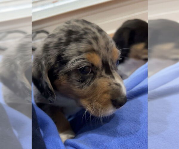 Medium Photo #3 Doxle Puppy For Sale in Mooresville, NC, USA