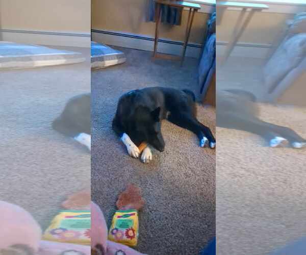 Medium Photo #11 Border Collie-Unknown Mix Puppy For Sale in Lewistown, PA, USA