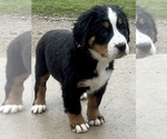 Small Photo #3 Bernese Mountain Dog Puppy For Sale in SHERIDAN, MI, USA