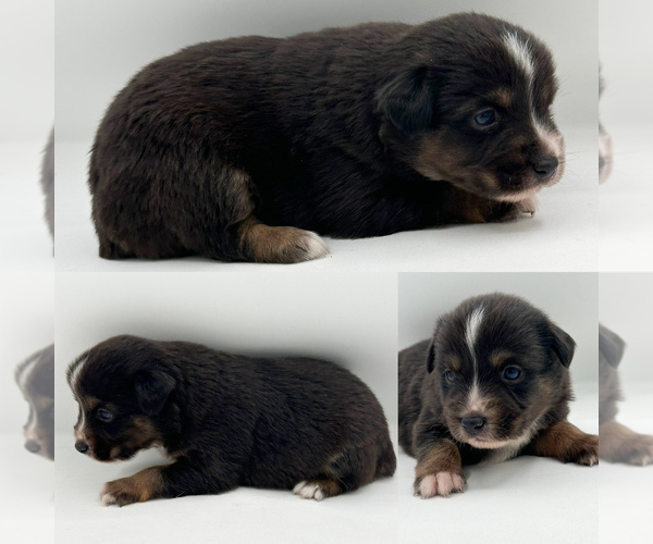 Medium Photo #3 Miniature Australian Shepherd Puppy For Sale in BROOKER, FL, USA