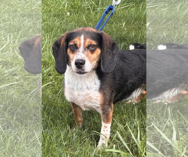 Medium Photo #1 Beagle Puppy For Sale in Batavia, NY, USA