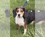 Small Beagle