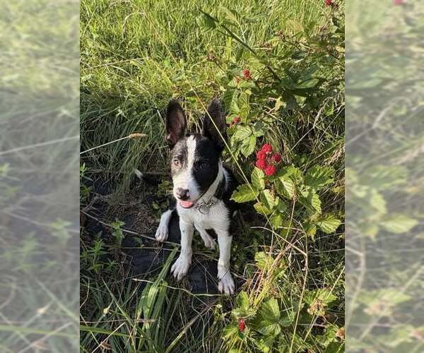 Medium Photo #3 Border Collie Puppy For Sale in Highland, IL, USA