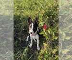 Small #2 Border Collie