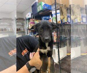 Siberian Husky-Unknown Mix Dogs for adoption in Corpus Christi, TX, USA