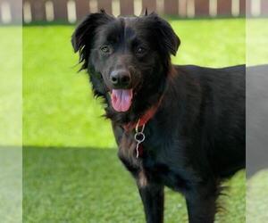 Labrador Retriever-Spaniel Mix Dogs for adoption in San Diego, CA, USA