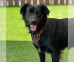 Small Labrador Retriever-Spaniel Mix