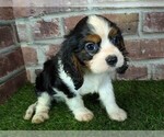 Small #2 Cavalier King Charles Spaniel