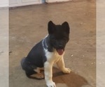 Small Photo #1 Akita Puppy For Sale in MEM, TN, USA