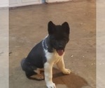 Small Akita