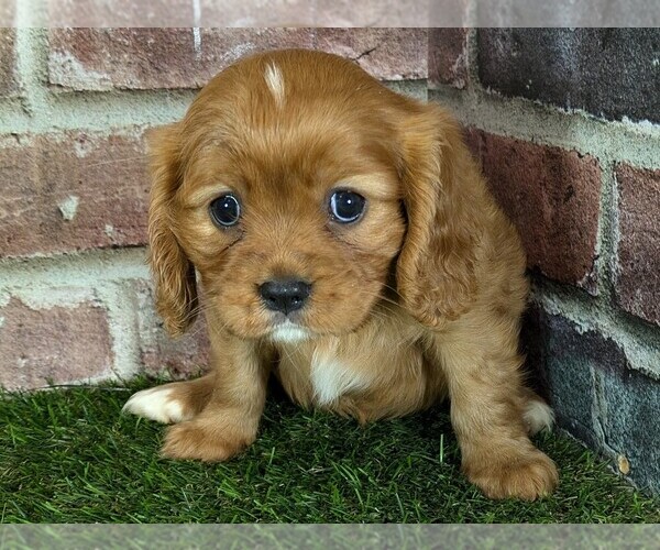 Medium Photo #16 Cavalier King Charles Spaniel Puppy For Sale in MOBERLY, MO, USA