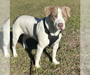 Bulldog-Unknown Mix Dogs for adoption in Tarrytown, GA, USA