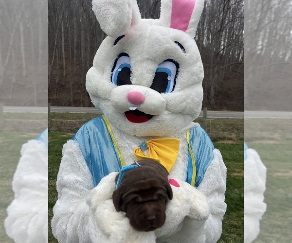 Medium Photo #5 Labrador Retriever Puppy For Sale in NEOLA, WV, USA