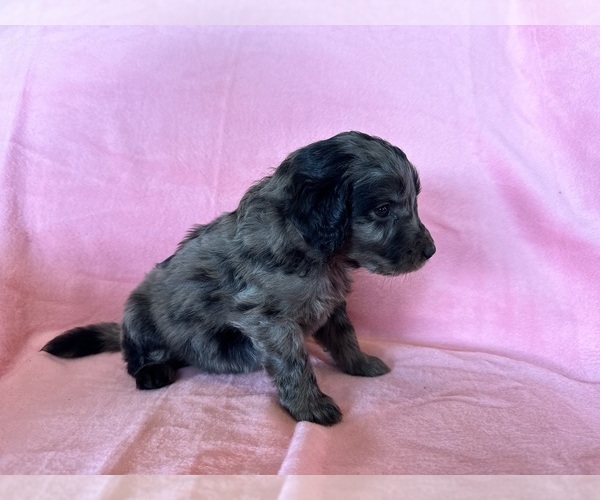 Medium Photo #38 Goldendoodle Puppy For Sale in CHIPLEY, FL, USA