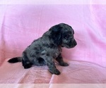 Small #1 Goldendoodle