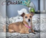 Small Chihuahua