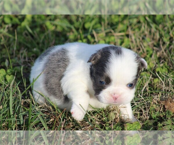 Medium Photo #4 French Bulldog Puppy For Sale in PEMBROKE PINES, FL, USA