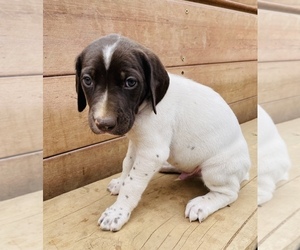 German Shorthaired Pointer Puppy for Sale in DES MOINES, Iowa USA