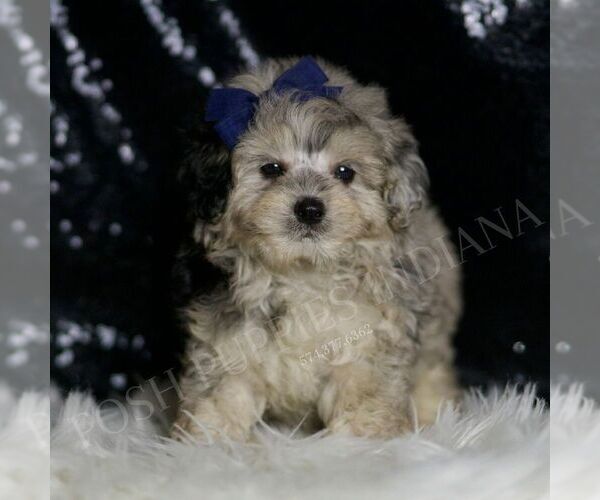 Medium Photo #2 Maltipoo Puppy For Sale in WARSAW, IN, USA