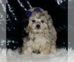 Small #1 Maltipoo