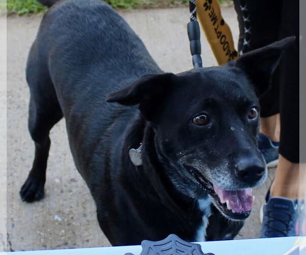 Medium Photo #8 Labrador Retriever-Unknown Mix Puppy For Sale in Oakhurst, NJ, USA