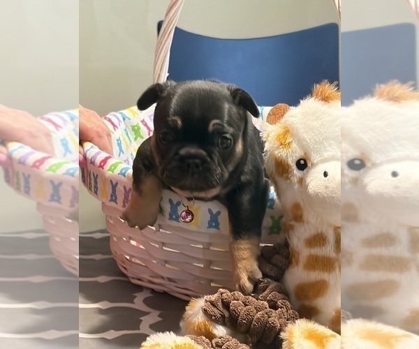 Medium Photo #7 French Bulldog Puppy For Sale in LEESVILLE, LA, USA