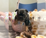 Small #6 French Bulldog