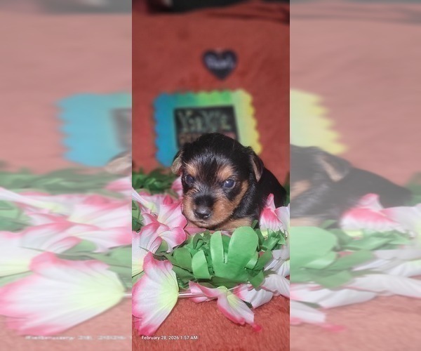 Medium Photo #117 Yorkshire Terrier Puppy For Sale in AKRON, OH, USA