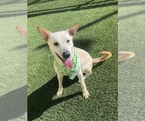 German Shepherd Dog-Pointer Mix Dogs for adoption in Baytown, TX, USA