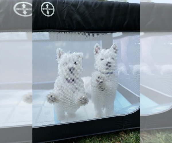Medium Photo #13 West Highland White Terrier Puppy For Sale in LAKE FOREST, IL, USA