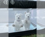 Small #12 West Highland White Terrier