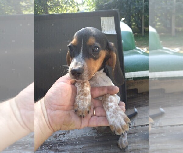 Medium Photo #2 Beagle Puppy For Sale in LAFAYETTE, IN, USA