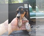 Small Photo #2 Beagle Puppy For Sale in LAFAYETTE, IN, USA
