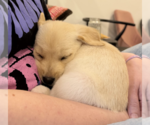 Small #1 Golden Pyrenees