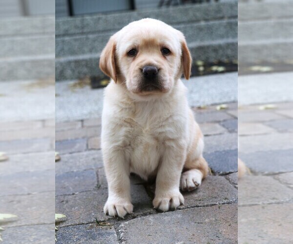 Medium Photo #21 Labrador Retriever Puppy For Sale in SYRACUSE, IN, USA