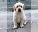 Small Photo #21 Labrador Retriever Puppy For Sale in SYRACUSE, IN, USA