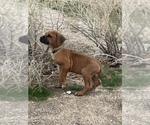 Small Photo #91 Rhodesian Ridgeback Puppy For Sale in MORONGO VALLEY, CA, USA