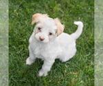 Small #5 Maltipoo (Miniature)