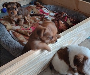 Yorkshire Terrier Litter for sale in WILLISTON, SC, USA