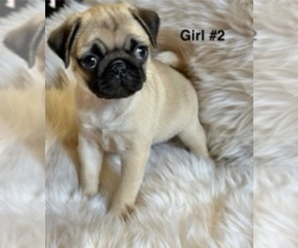 Medium Photo #5 Pug Puppy For Sale in GUTHRIE, KY, USA