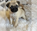 Puppy 4 Pug
