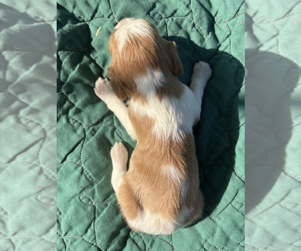 Medium Photo #15 Brittany Puppy For Sale in FISHER, IL, USA