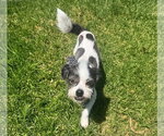 Small #2 Shih Tzu