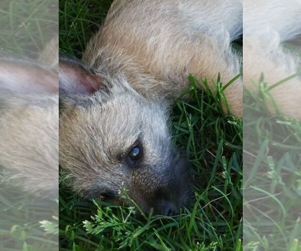 Medium Photo #3 Cairn Terrier Puppy For Sale in WHITEWOOD, SD, USA