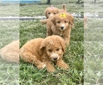 Small Photo #4 Goldendoodle Puppy For Sale in ARAB, AL, USA