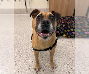 Boxer-Unknown Mix Dogs for adoption in Brighton, CO, USA