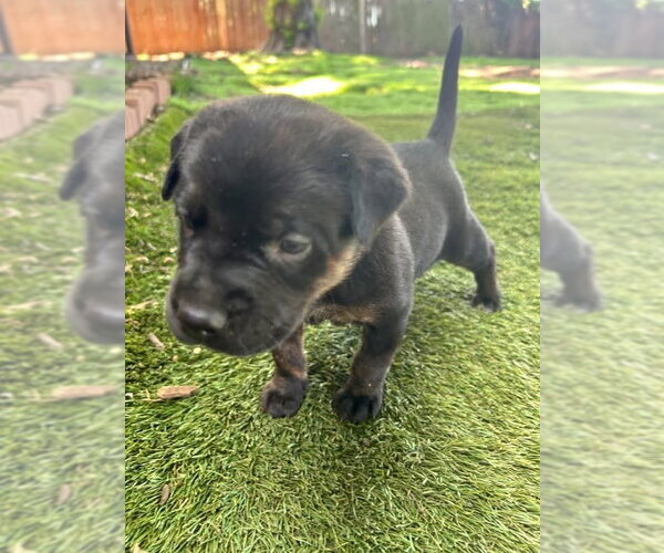 Medium Photo #1 Labrador Retriever-Unknown Mix Puppy For Sale in OKLAHOMA CITY, OK, USA
