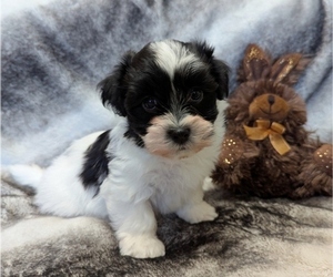 Havanese Puppy for sale in POST FALLS, ID, USA