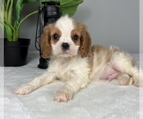 Medium Photo #6 Cavalier King Charles Spaniel Puppy For Sale in FRANKLIN, IN, USA