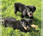 Small #18 Rottweiler